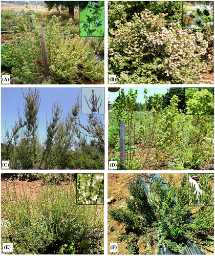 Figure 1. Stems with flowering of six studied Origanum taxa transplanted in the experimental station of INRA-Morocco (A) O. compactum; (B) O. onites; (C) O. elongatum; (D) O. vulgare subsp. virens; (E) O. grosii; (F) O. × font-queri.