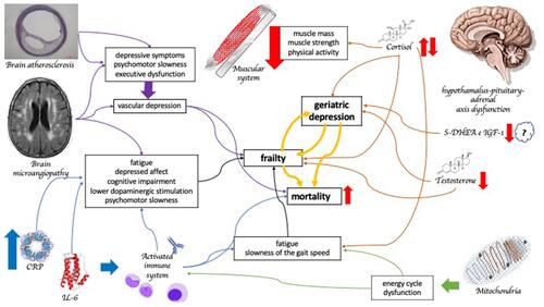 Figure 1 The pathophysiological interaction between geriatric depression and frailty. Both conditions present an interplay in immune-metabolic dysregulation, autonomic nervous system dysregulation, dopamine depletion due to frontostriatal network impairment, and mitochondrial dysfunction.