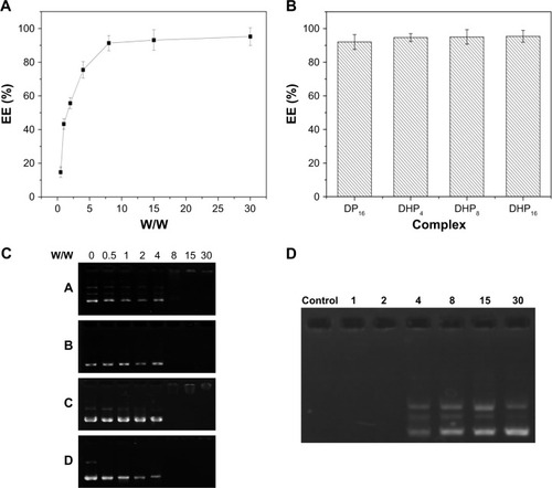 Figure 7 DNA condensation by Hoechst 33,258 intercalation and gel retardation assay. (A) Encapsulation efficiency of different nanocomplexes at a W/W ratio of 8. (B) Encapsulation efficiency of DHP16 at different W/W ratios. (C) Preparation of DHPP (A), DHPSSP (B), DP16 (C), and DHP16 (D) nanocomplexes by agarose gel electrophoresis. (D) Serum stability assay of DHP16 nanocomplex.Abbreviations: DHP, pDNA/HMGB1/PAMAM-SS-PEG-RGD; DHPP, pDNA/HMGB1/PAMAM-PEG; DHPSSP, pDNA/HMGB1/PSSP; DP, pDNA/PSSP-RGD; PAMAM, polyamidoamine; PEG, polyethylene glycol; PSSP, PAMAM-SS-PEG; RGD, arginine-glycine-aspartate.