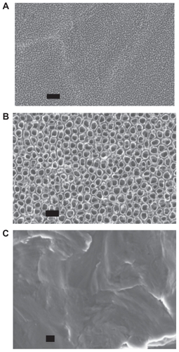 Figure 2 Scanning electron microscope micrographs of A) 20 nm and B) 80 nm anodized nanotubular titanium, as well as C) conventional titanium. Scale bars = 200 nm.