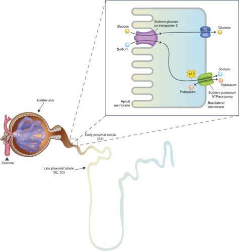 Figure 1 The kidneys’ role in glucose reabsorption.