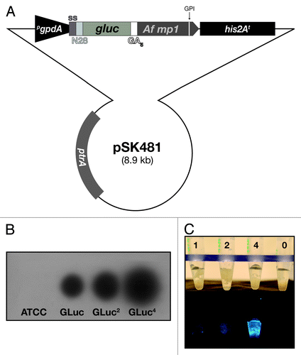 Figure 1. Surface display of the Gaussia princeps luciferase on Aspergillus fumigatus. (A) Schematic presentation of the integrative plasmid to express a synthetic, codon-optimized version of the gluc gene in A. fumigatus and to target its product to the cell surface by anchoring it to the membrane protein MP1. Functional elements of the expression cassette are the constitutively transcribed gpdA promoter (pgpdA) from A. nidulans and the his2A terminator region (his2At) from A. fumigatus. For secretion, the GLuc coding sequence (gluc) is preceded by a signal sequence (ss) from the A. oryzae tglA gene and the Rhyzopus oryzae N28 region. In-frame fusion via a (GA)5 linker region to the coding region of the GPI-anchored MP1 protein from A. fumigatus results in surface display of the bioluminescent reporter. (B) X-ray film autoradiography after addition of the GLuc substrate coelenterazine to mycelia of different transformants carrying the expression construct. Besides the wild-type recipient strain ATCC 46645, isolates carrying one, two and four copies, respectively, of the integrative plasmid pSK481 are displayed. (C) Light intensities emitted from GLuc reporter strains expressing varying doses of the bioluminescent reporter based on the indicated copy numbers. Photographs were taken before (upper panel) and after (lower panel) coelenterazine addition with a digital camera in the light and dark, respectively.