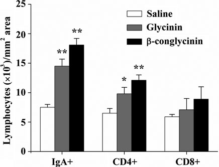 Figure 2. Number of IgA+, CD4+and CD8+lymphocytes per 1 mm2 microscope field in jejunal lamina propria. The data are presented as mean±SEM of 10 mice per group. Statistical evaluation was performed between soybean protein dosed mice and saline group.* represents p<0.05 and ** represents p<0.01 versus saline-dosed group.