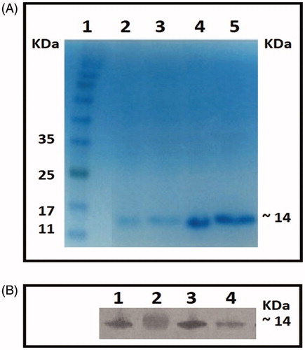 Figure 2. Purification. (A) 15% polyacrylamide gel stained with Coomassie Blue. Column: 1 = Protein marker, 2 = Nb25, 3 = Nb30, 4 = Nb31, and 5 = Nb34. Molecular weight of four nanobodies was estimated ≈ 14 kDa. (B) Western blots performed using anti-His antibody and developed using 4-CN substrate. Column: 1 = Nb25, 2 = Nb30, 3 = Nb31, and 4 = Nb34.