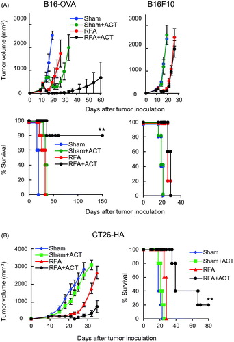 Figure 6. In situ immune modulation with RFA augments antitumor efficacy of adoptively transferred CD8+ T cells. Tumor growth curves and survival curves for mice bearing B16-OVA and parental B16 tumors (A) or CT26-HA tumors (B) in different treatment groups (n = 5 mice per group). Tumor-bearing mice were treated with sham procedure or RFA. Six hours after the procedure, ACT was administered by iv transfer of 1 × 106 in vitro-activated OT-I (A) or Clone 4 (B) CD8+ T cells. (A, B) For survival data, **p < 0.01 for RFA + ACT group compared to all other groups as determined using log-rank (Mantel–Cox) test.