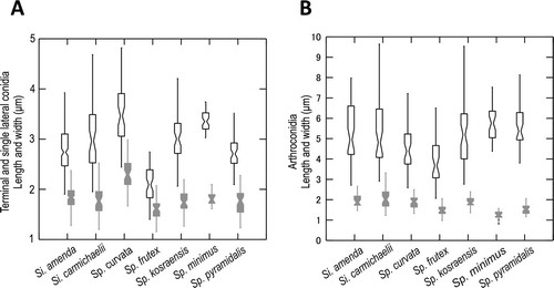 Fig. 3. Graphs of 95% confidence intervals of lengths (open shapes) and widths (gray shapes) of conidia, with means indicated by the constriction. A. Terminal and single lateral conidia. B. Arthroconidia. Bars = standard errors.