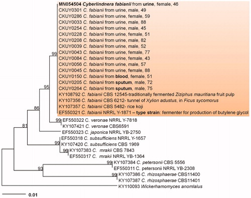 Figure 2. Phylogenetic tree inferred from neighbor-joining analysis of the he D1/D2 region of the large subunit (LSU) sequences from Cyberlindnera fabianii species. The nodal significance was evaluated by means of bootstrapping performed using 1000 replicates.