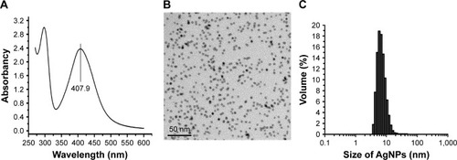 Figure 1 Physical and chemical properties of AgNP solution.Notes: (A) The ultraviolet-visible absorption spectrum of AgNPs, with a peak at 407.9 nm. (B) The morphology and size of AgNPs under TEM observation. (C) The particle size distribution of AgNPs measured by DLS.Abbreviations: AgNP, silver nanoparticle; DLS, dynamic light scattering; TEM, transmission electron microscopy.