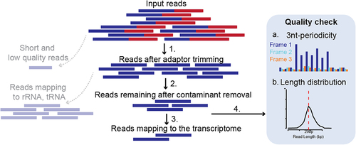 Figure 4. Pre-processing steps and quality control of sequenced Ribo-seq reads. 1. Sequencing adaptors are trimmed from input reads. Short and low-quality reads are discarded. 2. Contaminant sequences such as reads mapping to ribosomal RNA (rRNA) or transfer RNA (tRNA) are discarded. 3. Remaining reads are mapped to the transcriptome. 4. Quality control steps are carried out such as 3-nt periodicity (a) and length distribution (b).