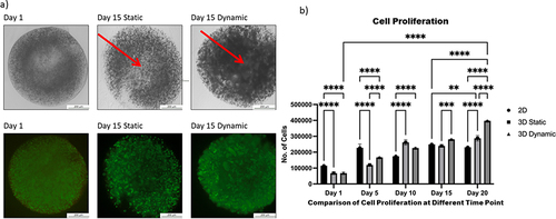 Figure 3 Comparison of proliferation between two-dimensional (2D), static, and dynamic cultures of human induced pluripotent stem cells.