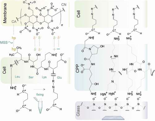 Figure 9. Proposed chemical interactions underlying the improved IC method.