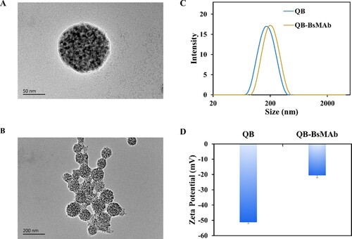 Figure 4. Characterization of QB and QB-BsMAb. (A) Image of individual QB at high magnification; (B) High-resolution TEM image of the QB; (C) Hydrodynamic diameter of QB and QB-BsMAb; (D) Zeta potential values of QB and QB-BsMAb.