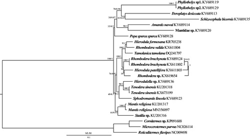 Figure 1. Phylogenetic tree of the relationships among 18 species of Mantodea based on the first and the second codon positions of the 13 mitochondrial protein-coding genes of 7338 nucleotides. Three termite species were included as the outgroups (Cornitermes sp., M. parvus, R. flavipes). Numbers around the nodes are the bootstrap values of ML on top and the posterior probabilities of BI on the bottom. The GenBank numbers of all species are shown in the figure.