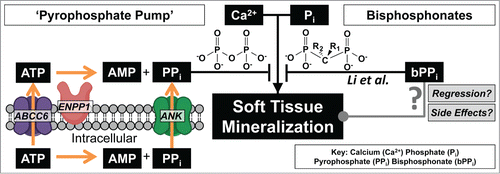 Figure 1. At physiologic conditions calcium and phosphate are at saturating concentrations which should cause soft tissue mineralization. One mechanism of preventing aberrant mineralization is the 'pyrophosphate pump' which provides systemic pyrophosphate that inhibits calcium phosphate aggregation. Diseases such as PXE (ABCC6 mutation) are thought to cause insufficient circulating pyrophosphate leading to soft tissue mineralization. Li. et al. demonstrate that soft tissue mineralization can be prevented by supplementing pyrophosphate with non-hydrolyzable bisphosphonates.