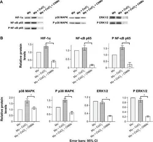 Figure 4 Effects of CNMs on the HIF-1α, NF-κB, and MAPKs pathways in hypoxia-inducing Mφ.Notes: Mφ were incubated in the presence or absence of 27.2 µg/mL CNMs for 24 hours under normal or hypoxic (CoCl2) conditions. HIF-1α, NF-κB p65, phospho-NF-κB p65, p38 MAPK, phospho-p38 MAPK, extracellular signal-regulated kinase-1/2 (ERK1/2), and phospho-ERK1/2 protein levels were detected by western blotting. (A) Shows one representative western blot of three independent experiments. (B) Show the relative protein levels and the statistical analysis results (mean values ± SD). Cytosolic and nuclear fractions under normal conditions without CNMs were set as 1, *P<0.05.Abbreviations: CNMs, celastrol nanomicelles; ERK1/2, extracellular signal-regulated kinase 1/2; HIF-1α, hypoxia-inducible factors-1α; Mφ, macrophages; MAPKs, mitogen-activated protein kinase; NF-κB, nuclear factor-kappa B; NF-κB p65, nuclear factor-kappa B p65; phospho-NF-κB p65, phospho-nuclear factor-kappa B p65; p38 MAPK, p38 mitogen-activated protein kinase.