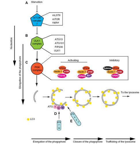 Figure 2 Protein complexes acting during starvation-induced autophagosome assembly.