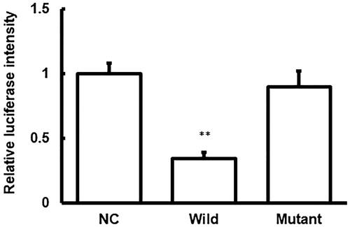 Figure 5. Dual-luciferase reporter assay.Note: Relative luciferase intensities were shown for the NC, wild-type, and mutant groups. Compared with the negative control (NC) group, *p < 0.05, **p < 0.01.