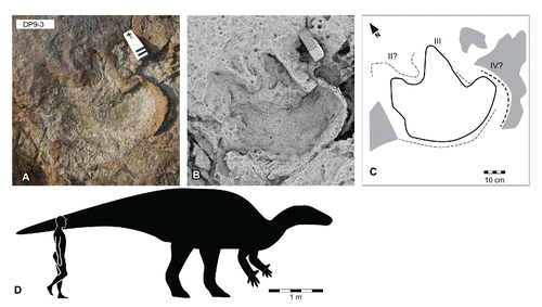 FIGURE 44. Amblydactylus cf. A. kortmeyeri from the Yanijarri–Lurujarri section of the Dampier Peninsula, Western Australia. Pedal impression, UQL-DP9-3, preserved in situ as A, photograph; B, ambient occlusion image; and C, schematic interpretation. D, silhouettes of hypothetical Amblydactylus cf. A. kortmeyeri trackmaker based on UQL-DP9-3, compared with a human silhouette. See Figure 19 for legend.