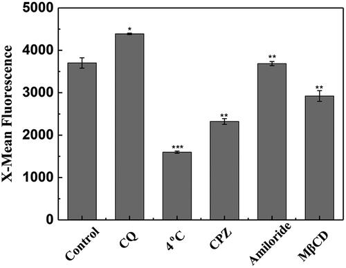 Figure 2. Flow cytometry assay of the cellular uptake of SPA under 4 °C, chloroquine (CQ), chlorpromazine (CPZ), amiloride and methyl-β-cyclodextrin (MβCD) treatment. The control is the fluorescence of CHO cells treated with 10 μM FITC-SPA at 37 °C for 1 h. *p < .05 versus control, **p < .01 versus control, ***p < .001 versus control.