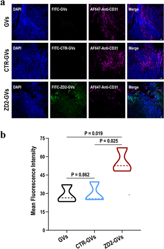 Figure 6 Histological analysis. (a) Representative fluorescence images of tumor sections from MB49 tumor-bearing mice injected with FITC-labeled GVs, FITC-labeled CTR-GVs, or FITC-labeled ZD2-GVs. Green stands for GVs, red for anti-CD31 antibody, and blue for cell nuclei stained with DAPI. Scale bar: 20 µm. (b) The mean fluorescence intensity of tumor sections at 3 random view fields. Data represent the mean ± SD from 3 independent experiments.