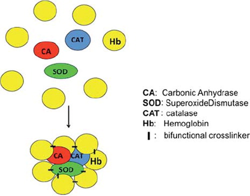 Figure 1. Upper: Free molecules of hemoglobin, superoxide dismutase, catalase and carbonic anhydrase in solution. Lower: Glutaraldehyde is used to crosslink the free molecules into a soluble nanobiotechnological complex of Polyhemoglobin-Superoxide dismutase-catalase-carbonic anhydrase.