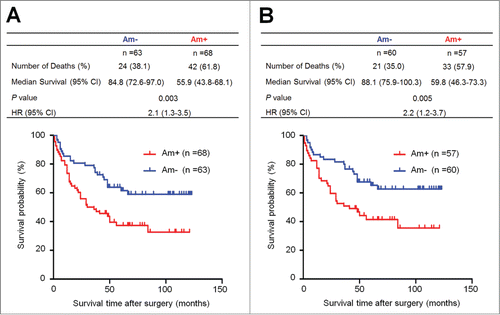 Figure 2. Association of PTP1B amplification with poor survival of gastric cancer patients. Kaplan–Meier survival curves were used to assess the survival of primary gastric cancer patients. (A) The patients with PTP1B amplification (n = 68) had significantly shorter survival times than the patients without PTP1B amplification (n = 63). Median survival was 55.9 months among the patients with PTP1B amplification compared with 84.8 months among the patients without PTP1B amplification. The hazard ratio was 2.1 (95% confidence interval = 1.3, 3.5; P = 0.003, log rank test). (B) When the patients with residual cancers were excluded, the patients with PTP1B amplification (n = 57) still had significantly poor survival compared with the patients without PTP1B amplification (n = 60). Median survival was 59.8 months in the former compared with 88.1 months in the latter. The hazard ratio was 2.2 (95% confidence interval = 1.2, 3.7; P = 0.005, log rank test). Am+, PTP1B amplification; Am-, no amplification.