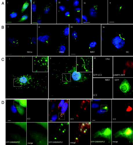 Figure 1. Cationic lipoplex, polyplex and calcium phosphate precipitates induce formation of tubulovesicular autophagosomes. CHO cells expressing GFP-LC3 were used to monitor autophagosome formation. Nuclei were stained with DAPI. Scale bar: 10 μm. (A) Cells were incubated in nutrient media (i), or starved in HBSS (ii). When incubated in nutrient media containing cationic lipoplex (iii) calcium phosphate precipitate complexed with DNA (iv) or polyplex. (B) Different cell types were incubated with lipoplex (Transfast) and immunostained for endogenous LC3 after 4 h. HeLa cells (i), Vero cells (ii), murine embryonic fibroblasts (iii), primary culture of murine dendritic cells. (C) Primary cultures of murine skin fibroblasts were incubated in starved in HBSS for 4 h (i) or incubated with lipoplex for 4 h (ii) and immunostained for endogenous LC3 (green). Insets show region of interest at higher magnification. (iii) CHO cells expressing GFP-LC3 were electroporated in the presence of a plasmid expressing LAMP1-RFP and MEF cells were electroporated in the presence of a plasmid expressing GFP. LC3 distribution (gray) was analyzed in cells expressing the reporter proteins 7 h after electroporation. (D). MEFs were transfected with a plasmid expressing human GABARAPL2 tagged with GFP (green).Citation14 Cells were incubated in nutrient media (i), starved in HBSS for 4 h (ii) or incubated with lipoplex (iii) and immunostained for endogenous LC3 (red) after 4 h. Insets show region of interest at higher magnification.