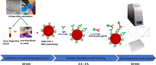 Figure 1. A high-throughput immunoassay platform for anti-SARS-CoV-2 S1 IgG detection using a single drop of fingerstick blood collected in an EDTA tube or on a flocked swab.