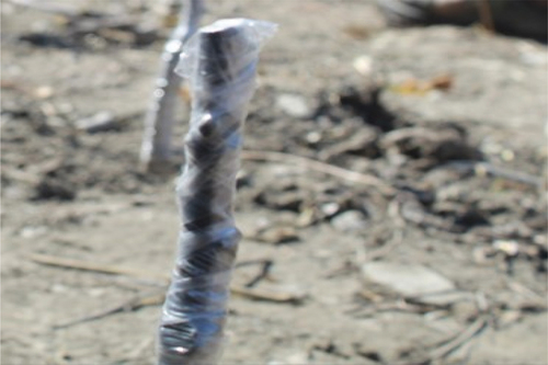 Figure 4. Grafting tape as a graft cover.