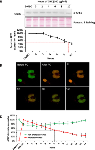 Figure 3. Measurement of APE1 half-life through Dendra2 is more accurate than using CHX.(A) Western blotting analysis of 15 µg of WCE from HeLa cells treated with CHX for the reported amount of time. Densitometric analysis of APE1 relative abundance reported in the graph identify APE1 half-life to be 9 h. Ponceau S staining of the blotted membrane was used as loading control. (B) Representative merged images of APE1-Dendra2 cells analyzed with confocal microscopy before and after Dendra2 photoconversion. (C) Each time point represents the average fluorescence and standard deviation of Dendra2 green (not-photoconverted) and red (photoconverted) calculated on 15 cells before and after UV pulse up to 14 h. The fluorescence half-life of Dendra2 after photoconversion was estimated at 7 h.