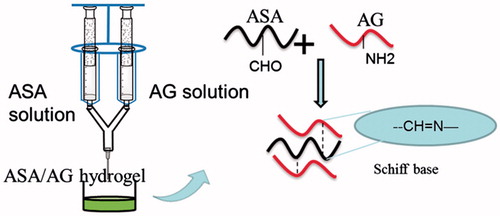 Figure 2. Scheme of ASA/AG hydrogel preparation by mixing ASA solution and AG solution via double mix syringe glue applicator, with the cross-linking mechanism of Schiff’s base reaction.