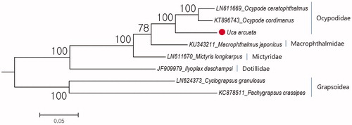 Figure 1. Phylogenetic tree of Uca arcuata in the superfamily Ocypodoidea based on protein-coding genes of mitochondrial genome. The species belongs to the superfamily Grapsoidea, chosen as a representative of outgroup and U. arcuata marked with a dot.