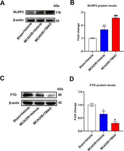 Figure 7 TMAO inhibited FTO expression but promoted NLRP3 expression in MCAO/R mice. (A and B) The expression of NLRP3 in MCAO/R mice brain was detected by Western blot assay. β-actin was used as an internal control (n=6). (C and D) The expression of FTO in MCAO/R mice brain was detected by Western blot assay. β-actin was used as an internal control (n=6). Results were shown as mean ± SD. *P <0.05, **P <0.01 versus the Sham+Vehicle group; #P <0.05, ###P <0.001, versus MCAO/R+Vehicle group.