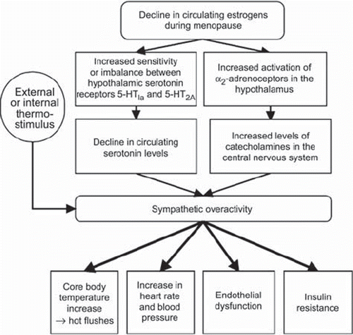 Figure 1. Proposed physiological mechanisms for the initiation of menopausal hot flushes and possible cardiovascular outcomes (modified from (Citation3,Citation33,Citation35,Citation39–42)).