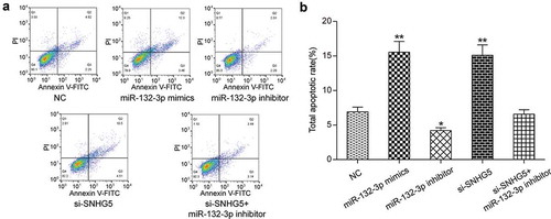 Figure 4. SNHG5 regulated miR-132-3p to inhibit apoptosis of colorectal cancer cells. (a) (b) Flow cytometry detected the relationship between SNHG5 and miR-132-3p and their effects on colorectal cancer cell apoptosis. * P＜0.05, ** P＜0.01, compared with NC group.