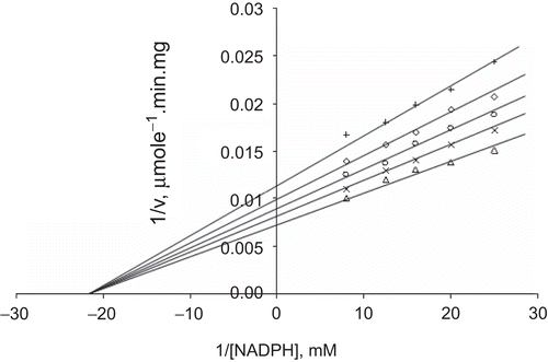 Figure 7.  Lineweaver–Burk double reciprocal plot of initial velocity against NADPH as varied substrate and Zn2+ (0.1–0.4 mM) as inhibitor at fixed GSSG (0.7 mM) concentration. ▵ 0.7 mM GSSG (constant), × 0.1 mM Zn2+, ○ 0.2 mM Zn2+, ◊ 0.3 mM Zn2+, + 0.4 mM Zn2+.