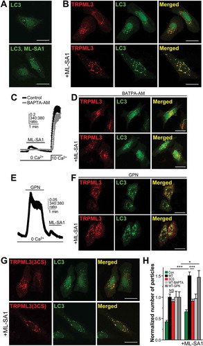 Figure 5. Differential effect of organellar Ca2+ efflux via WT MCOLN3/TRPML3 and MCOLN3/TRPML3(3CS) on autophagy. (a and b) HeLa cells transfected with a plasmid encoding GFP-LC3 only (a) or co-transfected with a plasmid encoding mCherry-MCOLN3/TRPML3 (b) were treated with vehicle or 20 µM ML-SA1 in Ca2+-free medium for 1 h at 37°C. (c) HEK293T cells transfected with a plasmid encoding WT MCOLN3/TRPML3 were preincubated with 10 µM BAPTA-AM for 30 min and intracellular Ca2+ was measured as in Figure 4(e). (d) HeLa cells expressing GFP-LC3 and mCherry-MCOLN3/TRPML3 were preincubated with 10 µM BAPTA-AM in Ca2+-free medium for 30 min and treated as in panel (b). (e) Ca2+ was measured from HEK293T cells transfected with WT MCOLN3/TRPML3 by applying 500 µM GPN and then 20 µM ML-SA1. (f) HeLa cells expressing GFP-LC3 and mCherry-MCOLN3/TRPML3 were preincubated with 500 µM GPN and 10 µM CPA in Ca2+-free medium for 30 min and treated as in panel (b). (g) HeLa cells transfected with a plasmid encoding GFP-LC3 and mCherry-MCOLN3/TRPML3(3CS) were treated as in panel (b). (h) The normalized number of GFP-LC3 puncta in panel (a, b, d, f, g) was counted using ImageJ and given as the mean ± SEM of 23–33 cells for panel (a, b, g) and that of 4–14 cells for panel (D and F) (***p < 0.005, Student’s t-test).