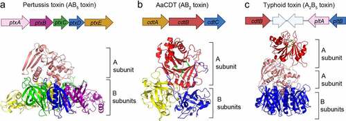 Figure 3. Typhoid toxin – two toxins become one. The gene organizations and 3D structures of pertussis toxin (a), AaCDT (b), and typhoid toxin (c). The enzymatic ‘A’ subunits and the receptor-binding ‘B’ subunits are indicated. Figures are prepared using PyMOL. Pertussis toxin (PDB: 1PRT). AaCDT, Aggregatibacter actinomycetemcomitans CDT (PDB: 2F2F). StyCdtB, Salmonella enterica serovar Typhi CdtB (PDB: 4K6 L).