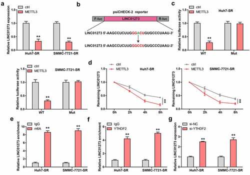 Figure 5. LINC01273 is modified by m6A induced by METTL3. A. The effect of METTL3 overexpression on LINC01273 expression. B, C. The m6A motif on LINC01273 was mutated and inserted into psiCHECK-2 vector, followed by luciferase reporter assay in cells transfected with METTL3 plasmid. D. qRT-PCR testing LINC01273 level in METTL3-overexpressed cells after treatment with Actinomycin D at the different time. E. MeRIP assay analyzing m6A enrichment on LINC01273. F. RIP assay testing the enrichment of LINC01273 by YTHDF2. G. qRT-PCR analysis of LINC01273 expression in sorafenib resistant cell lines transfected with YTHDF2 siRNA. **P < 0.01.