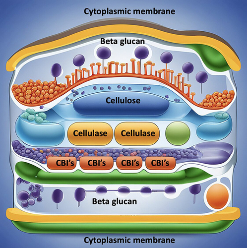 Figure 1 Depicts the schematic diagram of cell wall architecture of Pythium insidiosum keratitis and drugs such as Cellulose Biosynthesis Inhibitors (CBIs) and Cellulase acting on the cell wall.