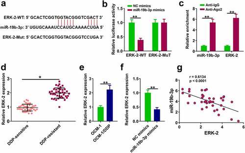 Figure 4. ERK-2 is a target of miR-19b-3p (a) The binding of miR-19b-3p to ERK-2 predicted by TargetScan software. (b) Luciferase reporter assay. (c) RIP assay was used to detect the correlations between ERK-2 and miR-19b-3p. (d) ERK-2 expression in DDP-resistant or DDP-sensitive CM tissues. (e) ERK-2 expression in DDP-resistant or DDP-sensitive CM cells. (f) ERK-2 expression in OCM-1/DDP cells was detected by RT-qPCR. (g) ERK-2 and miR-19b-3p expression levels were analyzed by Pearson analysis. **P < 0.01, *P < 0.05; n = 3.