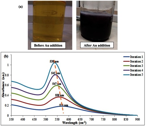 Figure 2 (A) Changing the solution color before and after of Au addition, (B) UV-Visible spectroscopy of five Au iterations.