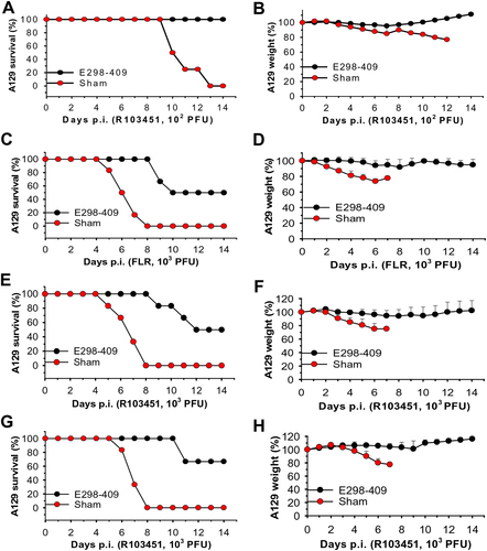 Fig. 5 Adoptive transfer of sera of mice immunized with E298-409 of ZIKV EDIII protected lethal A129 mice against challenge with two epidemic human ZIKV strainsThe following three experiments were carried out in 5-week-old A129 mice (n = 6). Mice infected with ZIKV only were included as sham controls. (1) Mice were passively transferred with anti-E298-409 sera (e.g., 105 ZIKV EDIII-specific IgG antibody titer), then challenged with ZIKV R103451 (102 PFU) 6 h later, and percentages of survival (a) and weight (b) were calculated for 14 days p.i. (2) Mice were passively transferred with the above sera 6 h before and 12 h after infection with the ZIKV FLR (c, d) or R103451 (e, f) (103 PFU) strains, and percentages of survival were recorded for FLR (c) and R103451 (e), as well as weights from FLR (d) and R103451 (f), for 14 days p.i. (3) Mice were passively transferred with the above sera 6 h before and 12, 24, and 48 h post-challenge with ZIKV R103451 (103 PFU), and percentages of survival (g) and weight (h) were recorded for 14 days p.i. The data in b, d, f, and g are presented as the means + SE of surviving mice in each group