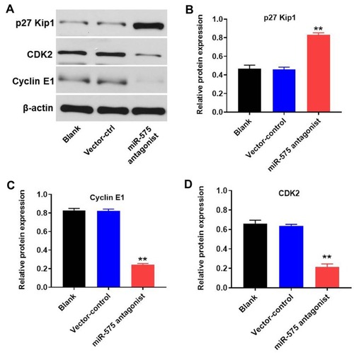 Figure 6 Downregulation of miR-575 inhibited tumor growth of GBC via modulating the expression of cycle-related and pro-apoptosis proteins. (A) The protein expressions of p27 Kip1, CDK2, and cyclin E1 in tumor tissues were detected using Western-blot. (B–D) The relative expressions of p27 Kip1, CDK2, and cyclin E1 in tumor tissues were quantified via normalization to β-actin. Each group were performed at least three independent experiments. **P<0.01 vs control group.