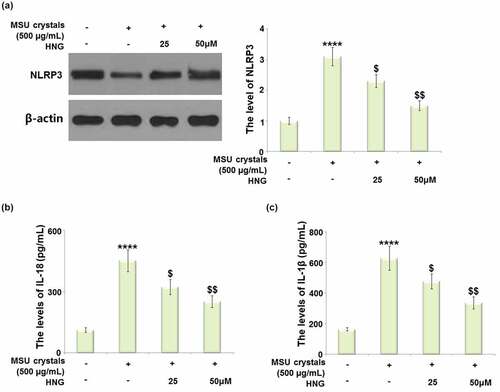 Figure 6. S14G-humanin (HNG) inhibited MSU crystals- induced activation of NLRP3 inflammasome in BMDMs. (a). The level of NLRP3 was measured by Western blot analysis; (b). The levels of IL-18 as measured by ELISA; (c). The levels of IL-1β as measured by ELISA (****, P < 0.0001 vs. vehicle group; ##, ###, P < 0.005, 0.001 vs. MSU group).