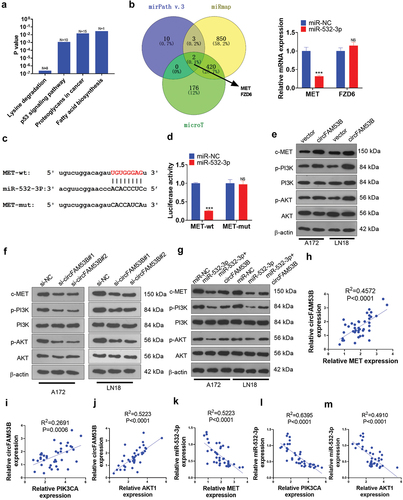 Figure 7. CircFAM53B/miR-532-3p modulated the MAPK/ERK pathway.