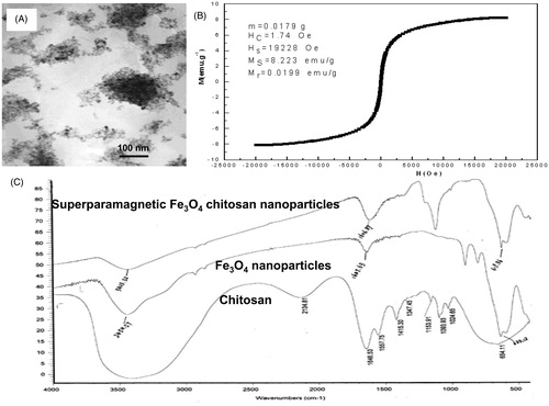 Figure 1. Characteristics of magnetic chitosan nanoparticles. (A) Transmission electron microscopy photograph of chitosan particles (×100,000). (B) Hysteresis loop of Fe3O4 nanoparticles. (C) FT-IR absorption spectra of superparamagnetic iron oxide chitosan particles.