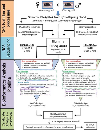 Figure 1. Sequencing data collection and analysis workflow. Genomic DNA was isolated from matched offspring blood samples at 2 months (n = 6), 4 months (n = 6), and 10 months of age (n = 6). DNA samples were then split for separate processing steps specific to the ERRBS and HMeDIP-seq methods. All processed samples were amplified and sequenced on an Illumina HiSeq 4000 sequencer using single-end, 50 nt read length. Separate bioinformatics pipelines were used to analyze ERRBS and HMeDIP-seq data. Differentially methylated CpGs (DMCs) were compared to differentially hydroxymethylated regions (DHMRs) for regions of chromosomal overlap. Regions of overlap were then annotated and visualized in the genome browser. The Nfic gene was validated using RT-qPCR on available RNA from the blood samples.