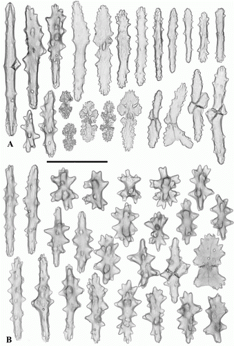 Figure 2.  Anthomastus grandiflorus syntype (USNM 30181). A. Sclerites of tentacles of autozooid. B. Sclerites of anthocodia wall. Scale 0.1 mm.