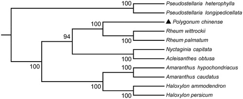 Figure 1. Phylogenetic tree based on the complete chloroplast genome sequences of P. chinense and 10 other species. The tree was generated using a NJ method by MEGA7 with 1000 bootstrap replicates. Numbers on the nodes indicate bootstrap values. The chloroplast genome sequences used to construct the phylogenetic tree are Pseudostellaria heterophylla(MK801111), Pseudostellaria longipedicellata (MH373593), Rheum wittrockii (KY985269), Rheum palmatum (NC027728), Nyctaginia capitate (MH286318), Acleisanthes obtuse (MH286321), Amaranthus hypochondriacus (KX279888), Amaranthus caudatus (MG836508), Haloxylon ammodendron (KF534478), and Haloxylon persicum (KF534479).